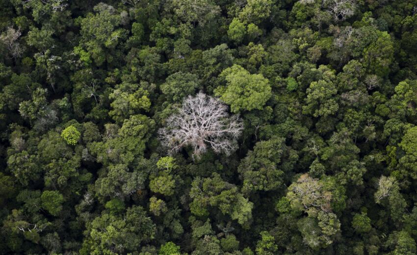 com-lula,-amazonia-tem-menor-nivel-de-alertas-de-desmatamento-sob-ameacas-no-congresso