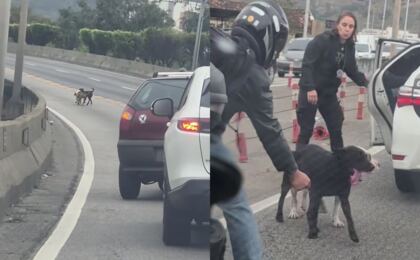 policia-retira-caes-soltos-na-linha-amarela-e-motorista-filma-resgate;