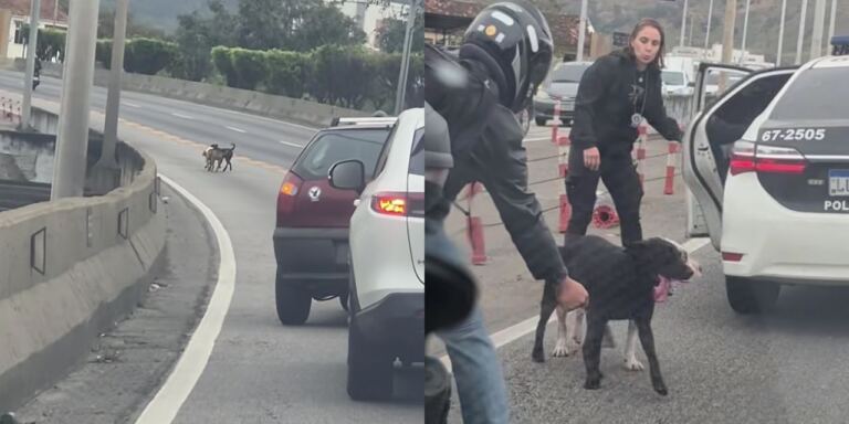 policia-retira-caes-soltos-na-linha-amarela-e-motorista-filma-resgate;