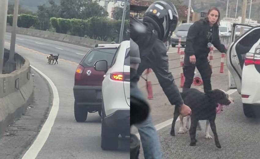 policia-retira-caes-soltos-na-linha-amarela-e-motorista-filma-resgate;